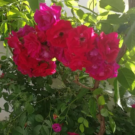 شقة Vila Nada Borik زادار